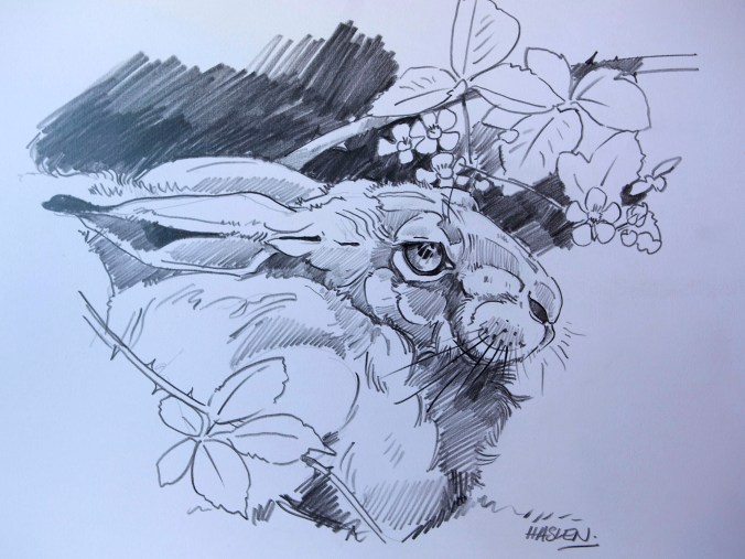 Hare Study