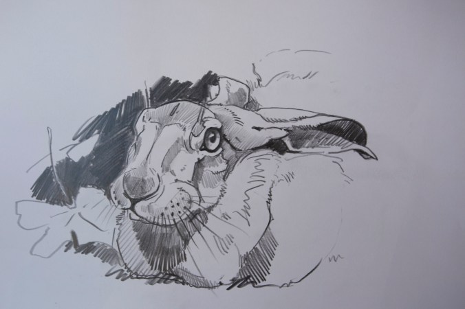 Hare Study
