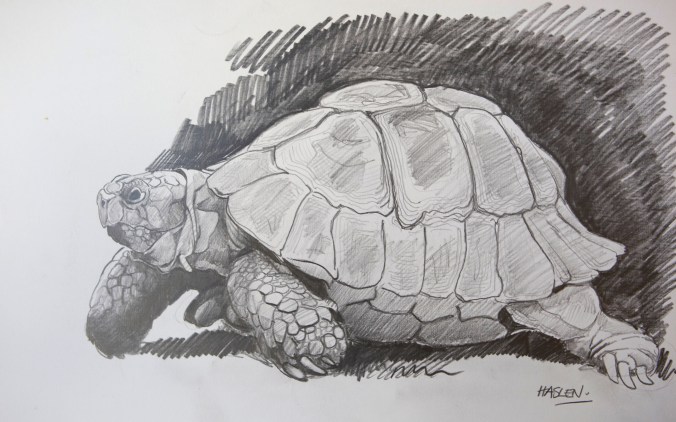 Tortoise 