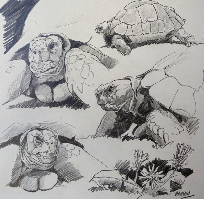 Tortoise Studies